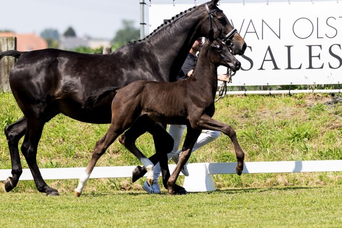 Van Olst Sales The Foal Edition ten einde