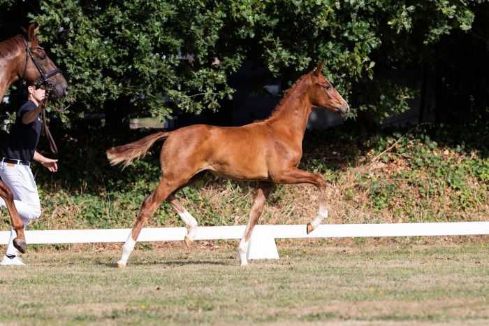 The Foal Edition 2025