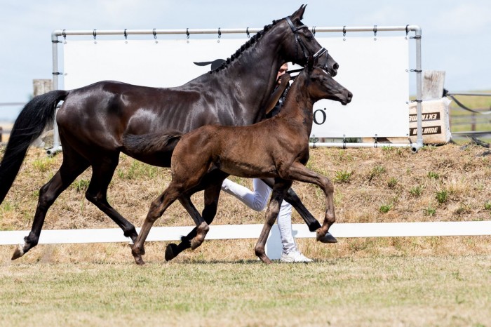 The Foal Edition 2025 part 2