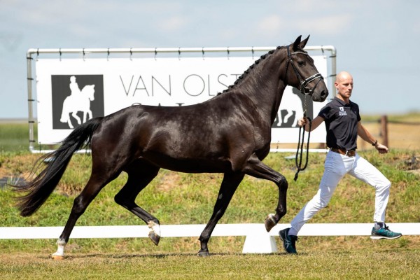 Good edition of the Van Olst Sales auction for three-year-old mares