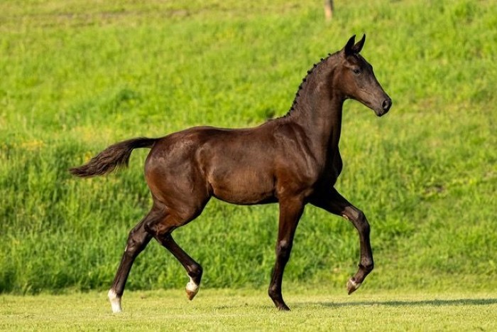 Eerste Van Olst Sales Online “The Foal Edition” op 9 augustus.